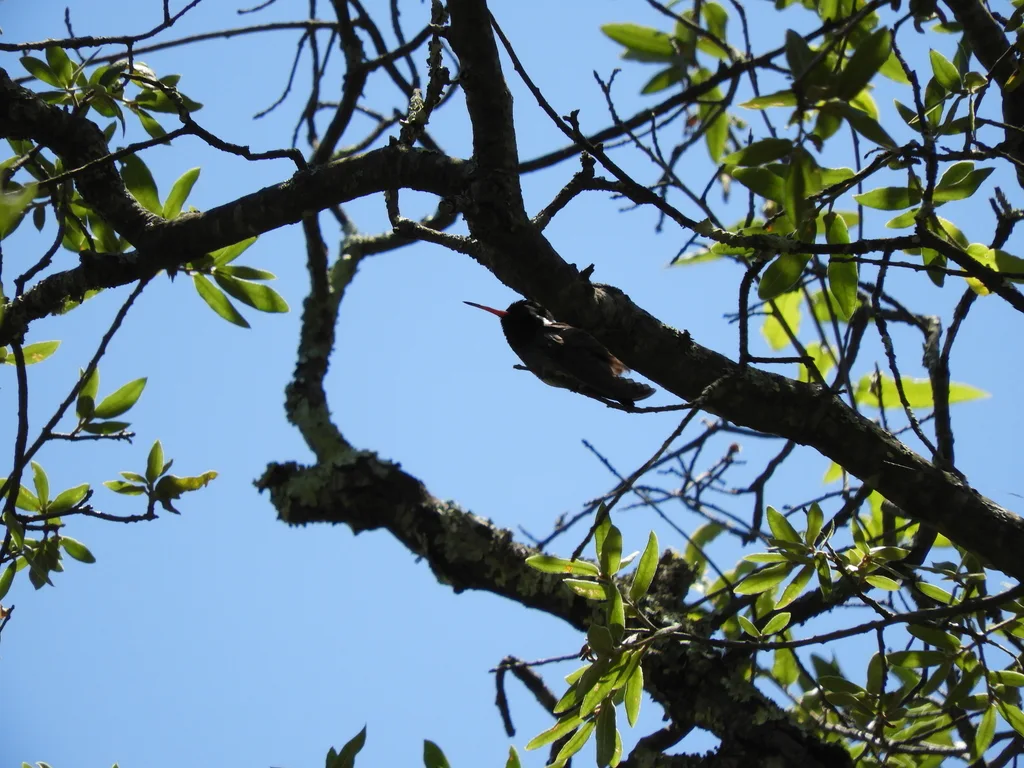 白耳蜂鸟(Basilinna leucotis)