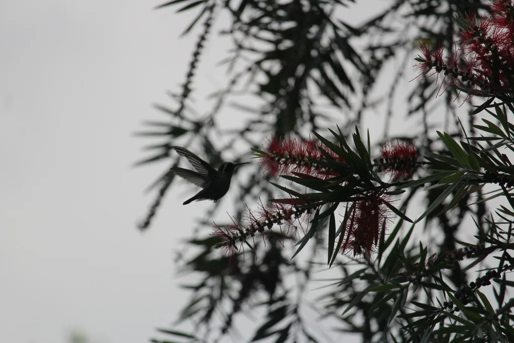 白耳蜂鸟(Basilinna leucotis)