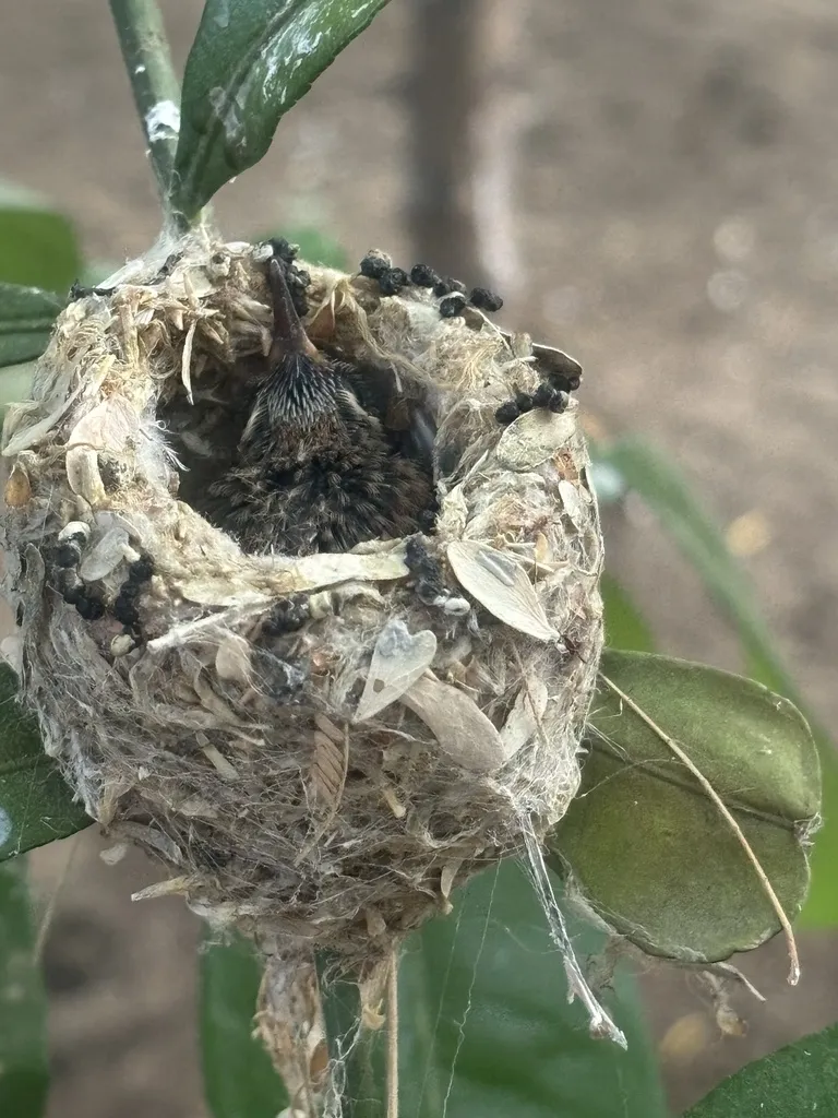 赞氏蜂鸟（Basilinna xantusii）