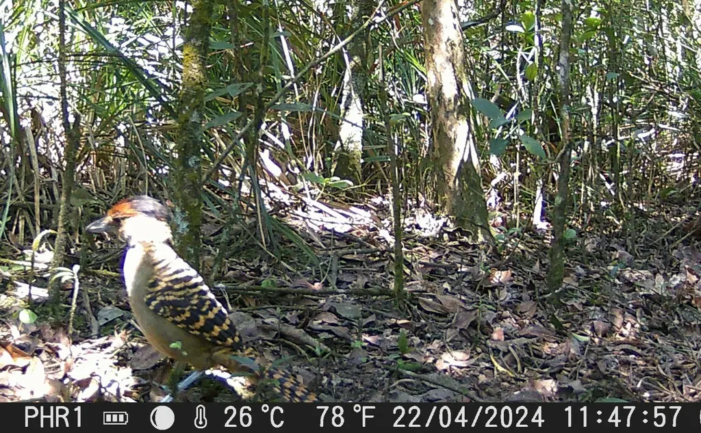 巨蚁鵙(Batara cinerea)