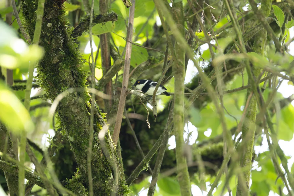 鲁文蓬背鹟(Batis diops)