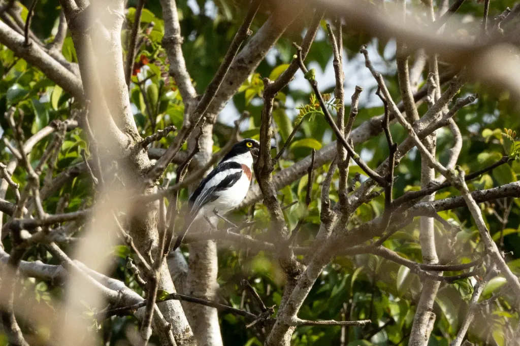黑头蓬背鹟(Batis minor)