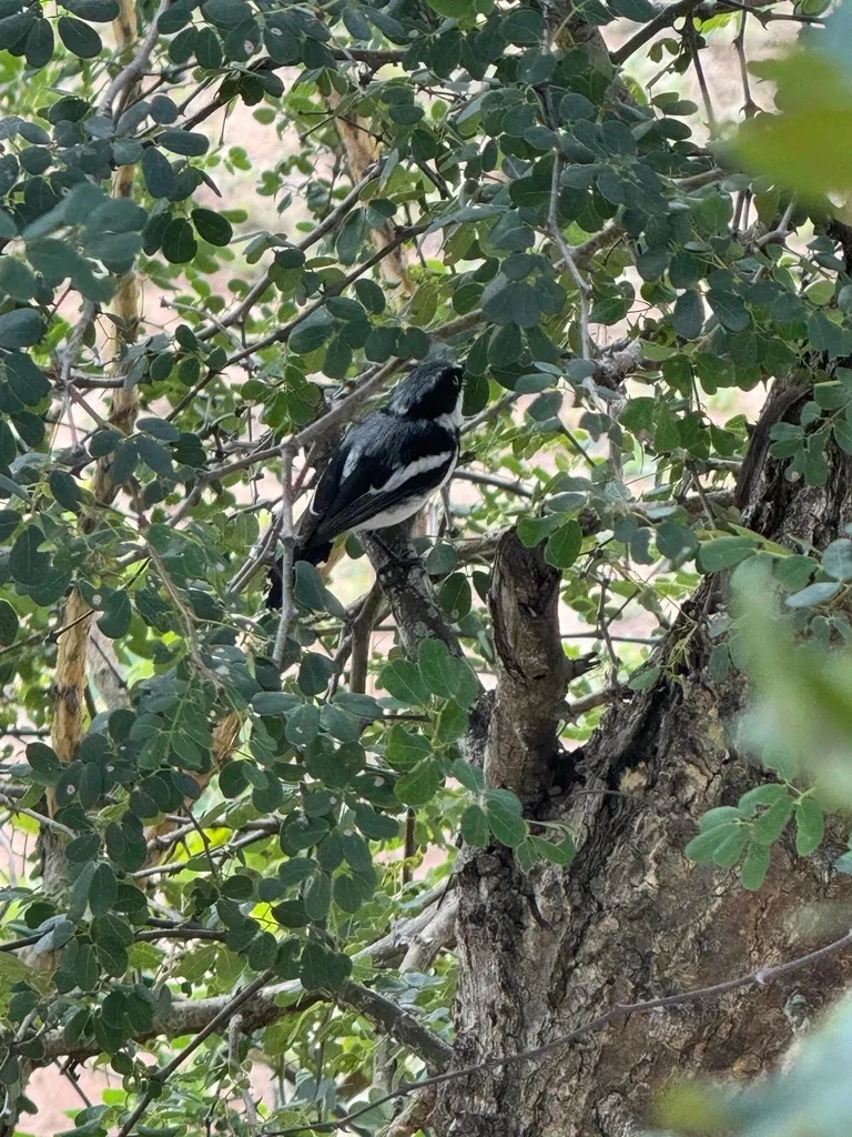 点颏蓬背鹟(Batis molitor)