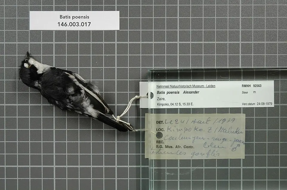 费尔蓬背鹟（Batis poensis）