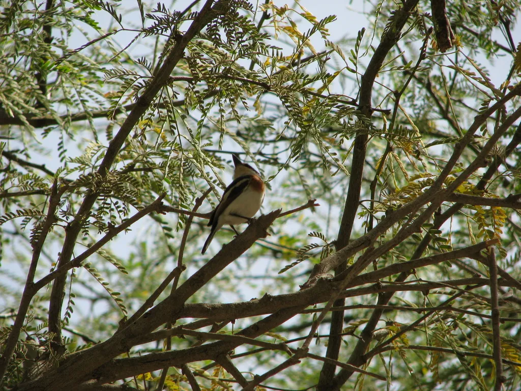 塞内蓬背鹟(Batis senegalensis)