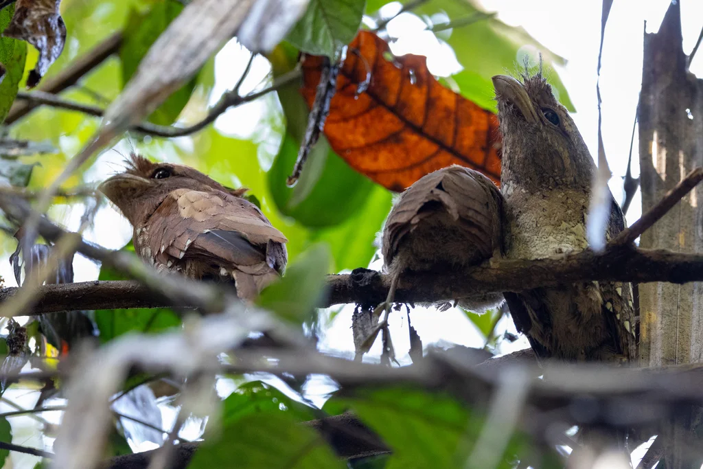 领蛙口夜鹰(Batrachostomus moniliger)