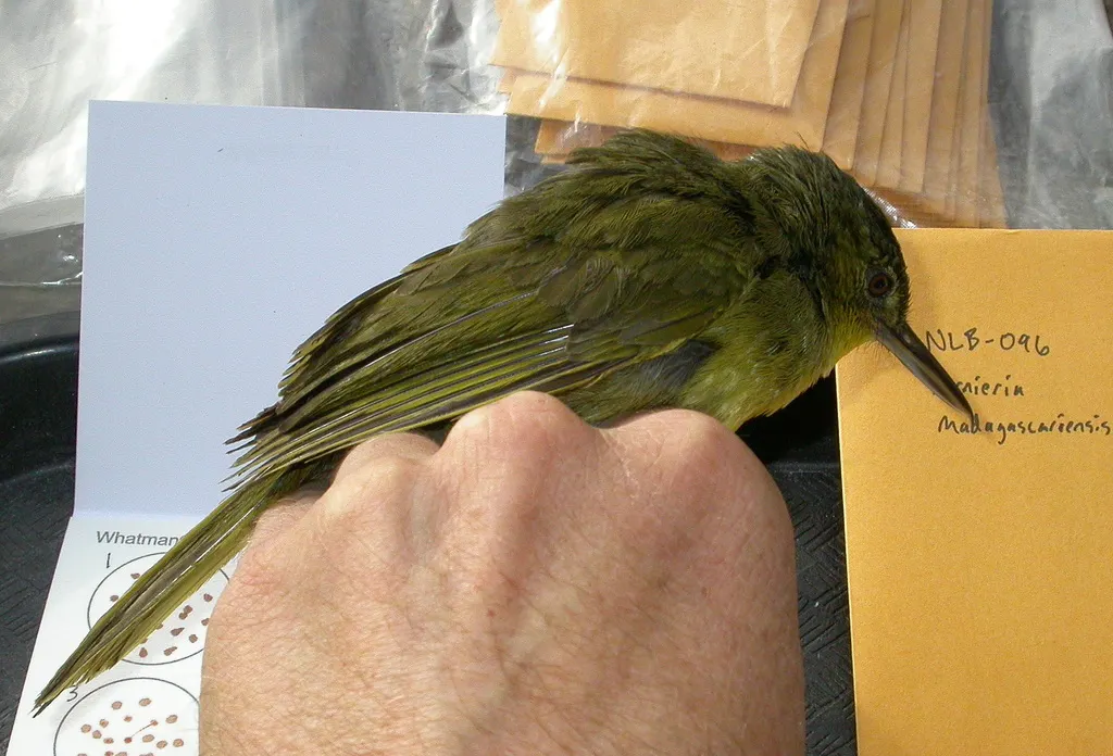 长嘴马岛莺(Bernieria madagascariensis)