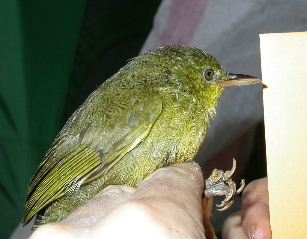 长嘴马岛莺(Bernieria madagascariensis)