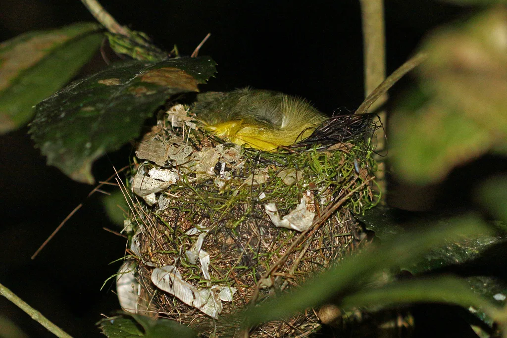 长嘴马岛莺(Bernieria madagascariensis)