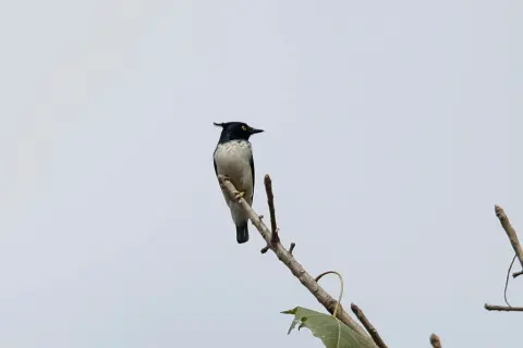 黑白鵙鹟