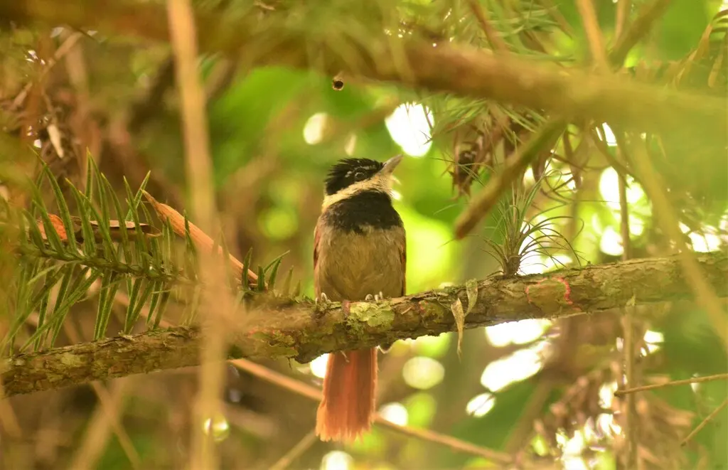 白须蚁鵙(Biatas nigropectus)