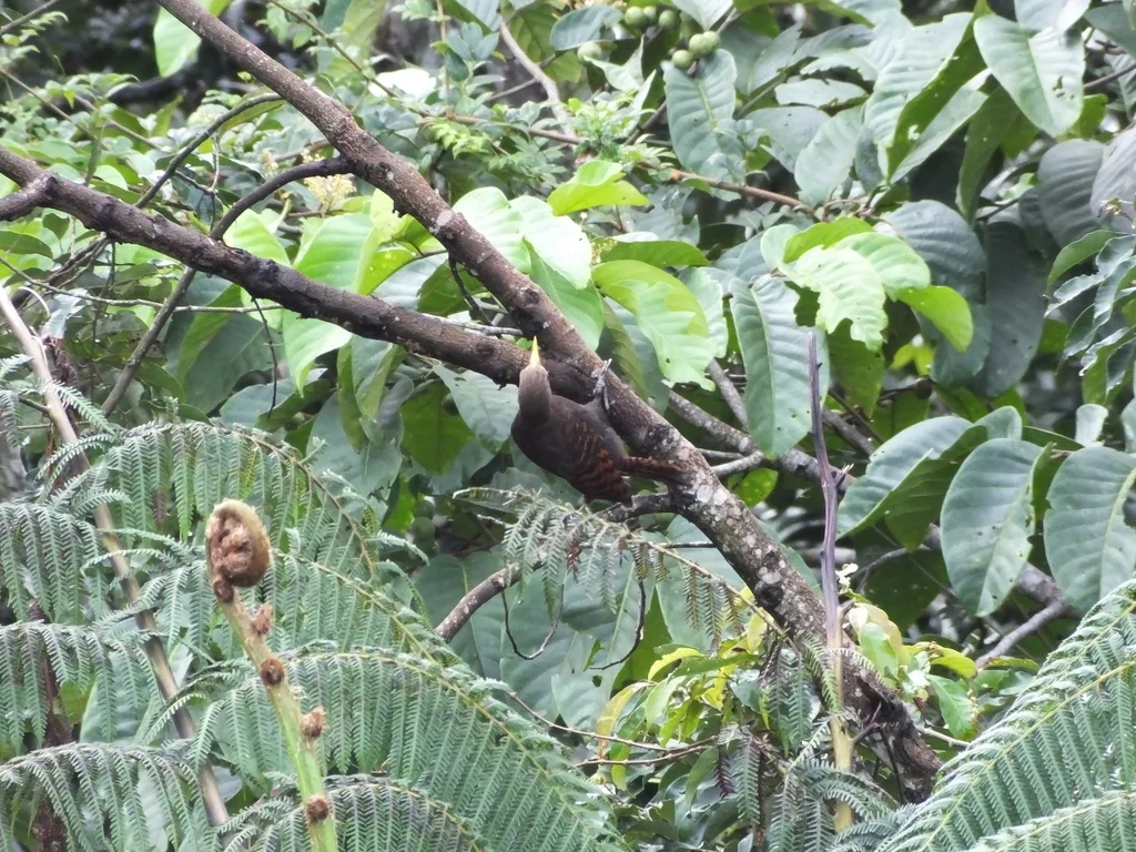 黄嘴栗啄木鸟(Blythipicus pyrrhotis)