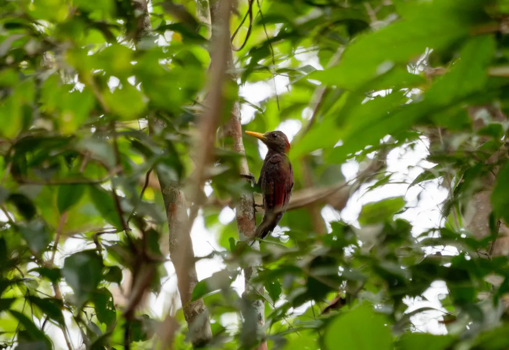 小栗啄木鸟(Blythipicus rubiginosus)