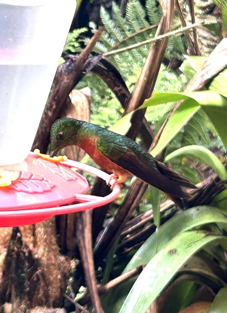 栗胸冕蜂鸟(Boissonneaua matthewsii)