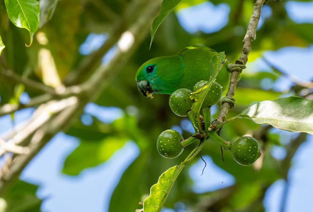 菲律宾鹦鹉(Bolbopsittacus lunulatus)