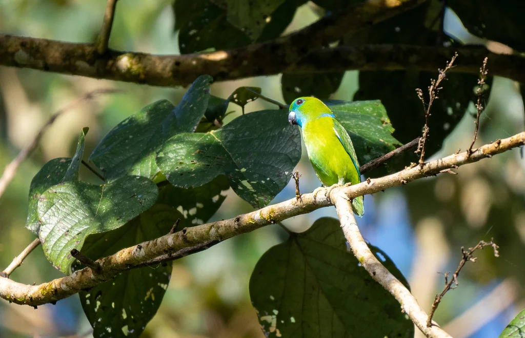菲律宾鹦鹉(Bolbopsittacus lunulatus)