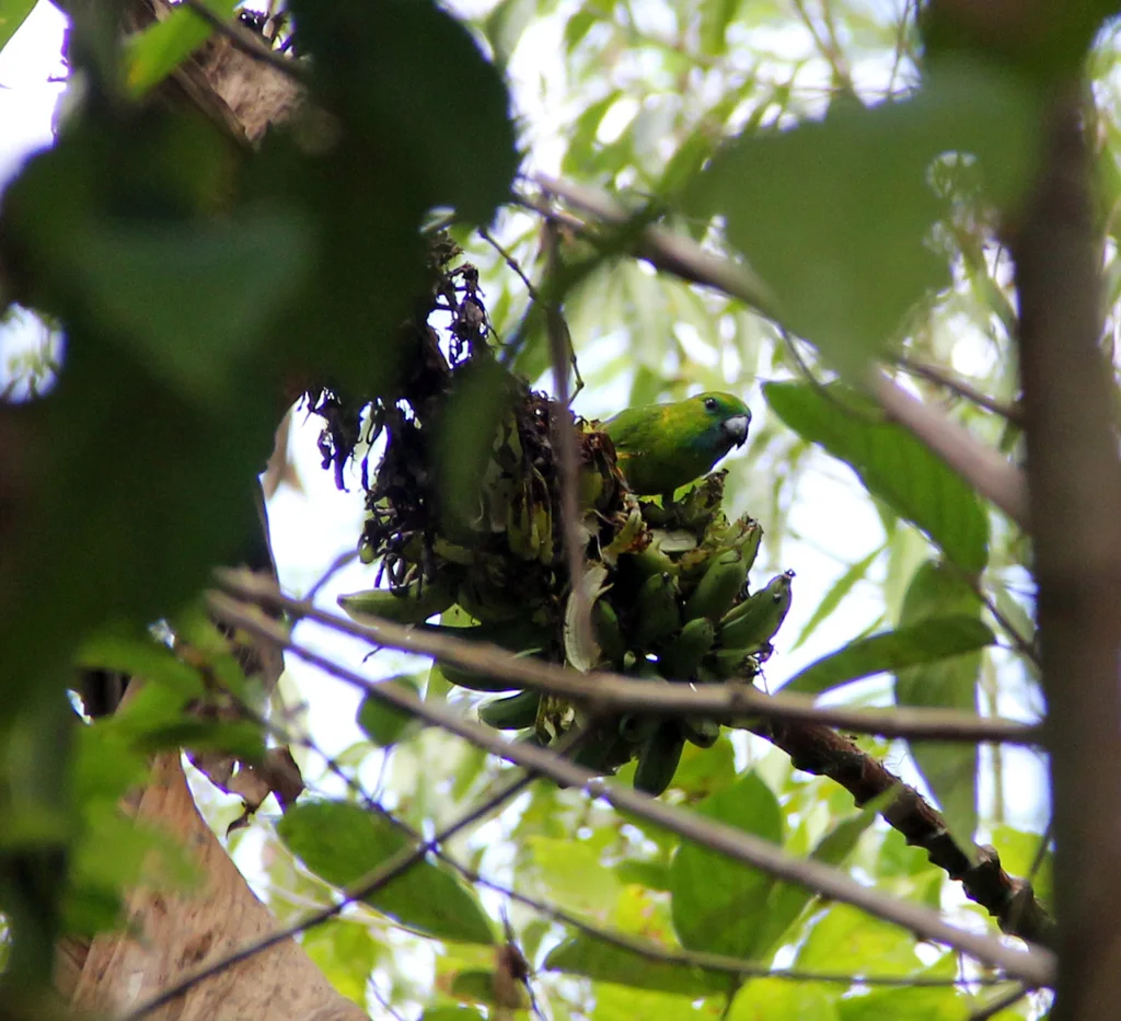 菲律宾鹦鹉(Bolbopsittacus lunulatus)
