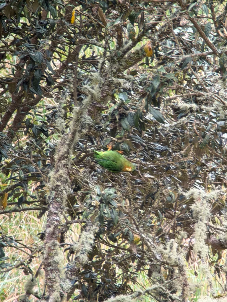 棕额鹦哥（Bolborhynchus ferrugineifrons）