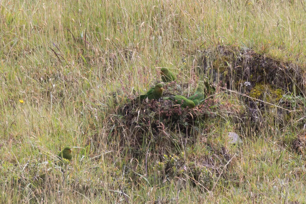 棕额鹦哥（Bolborhynchus ferrugineifrons）