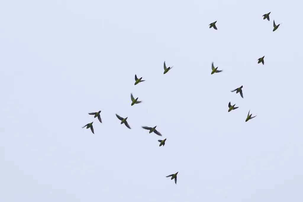 横斑鹦哥(Bolborhynchus lineola)