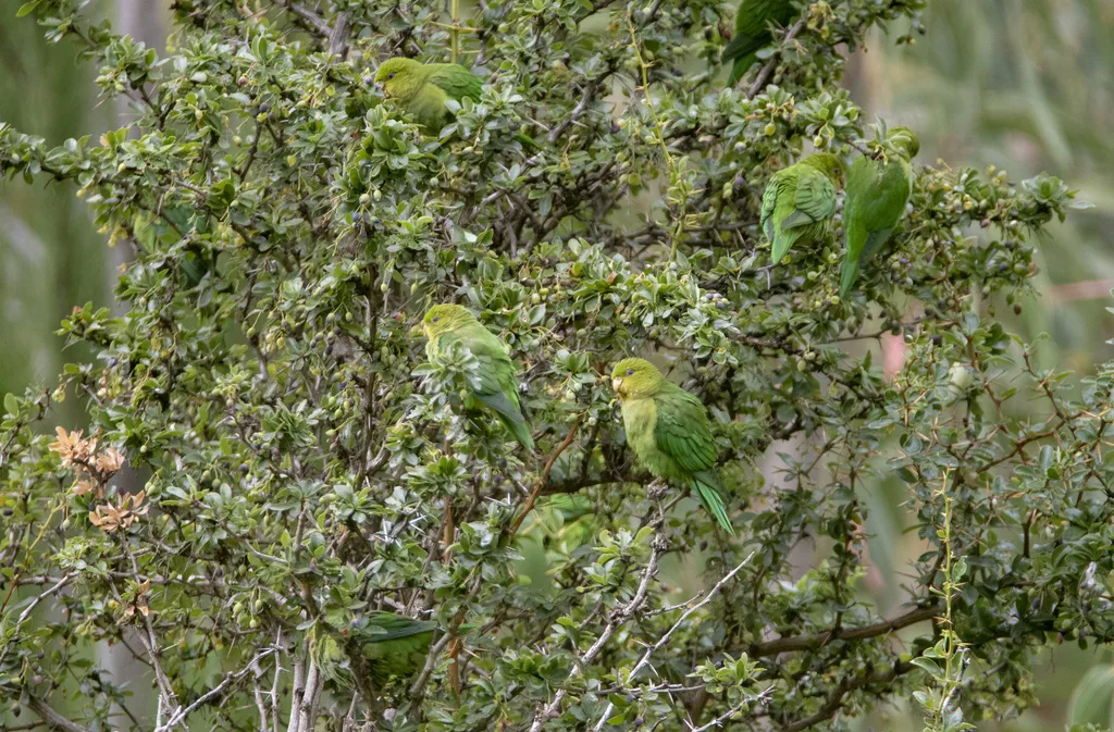 安第斯鹦哥(Bolborhynchus orbygnesius)