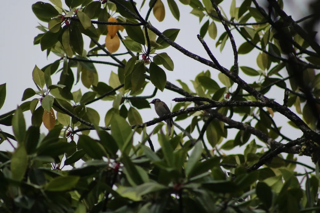 暗喉吸蜜鸟(Bolemoreus frenatus)