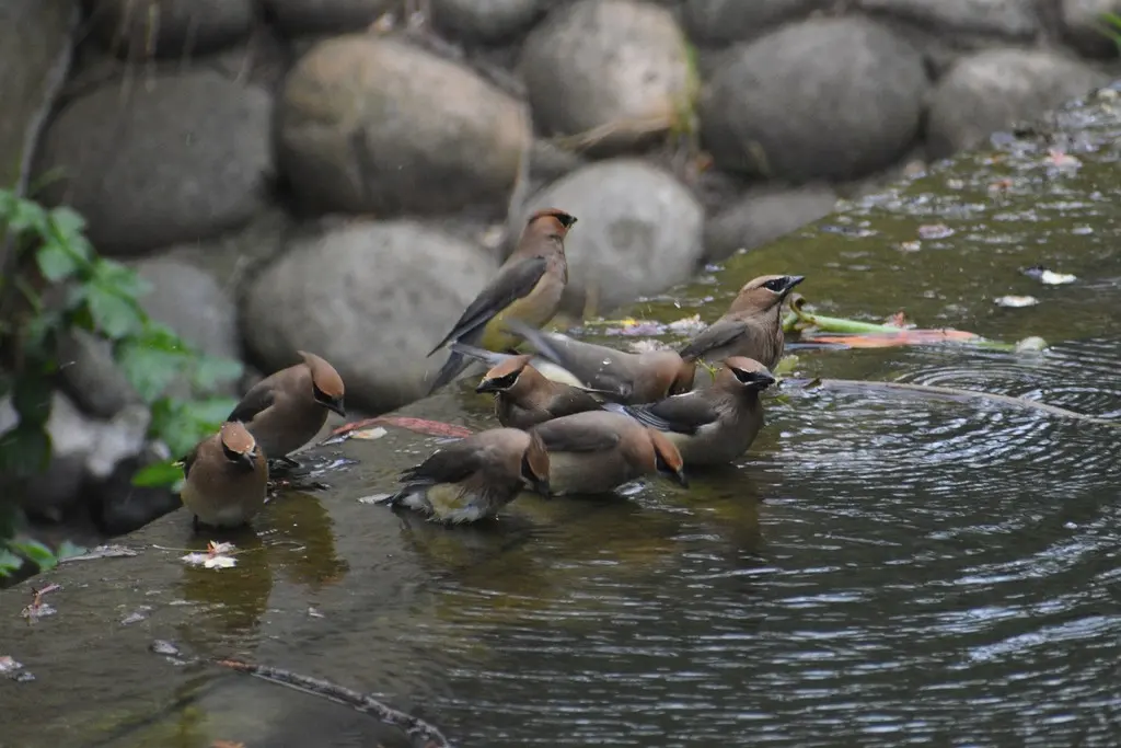 雪松太平鸟(Bombycilla cedrorum)
