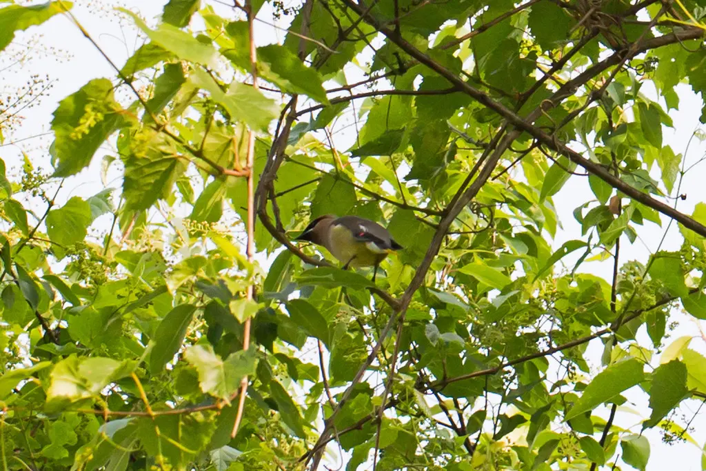雪松太平鸟(Bombycilla cedrorum)