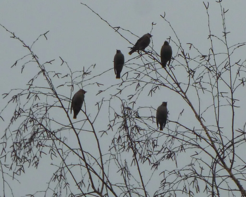 太平鸟（Bombycilla garrulus）