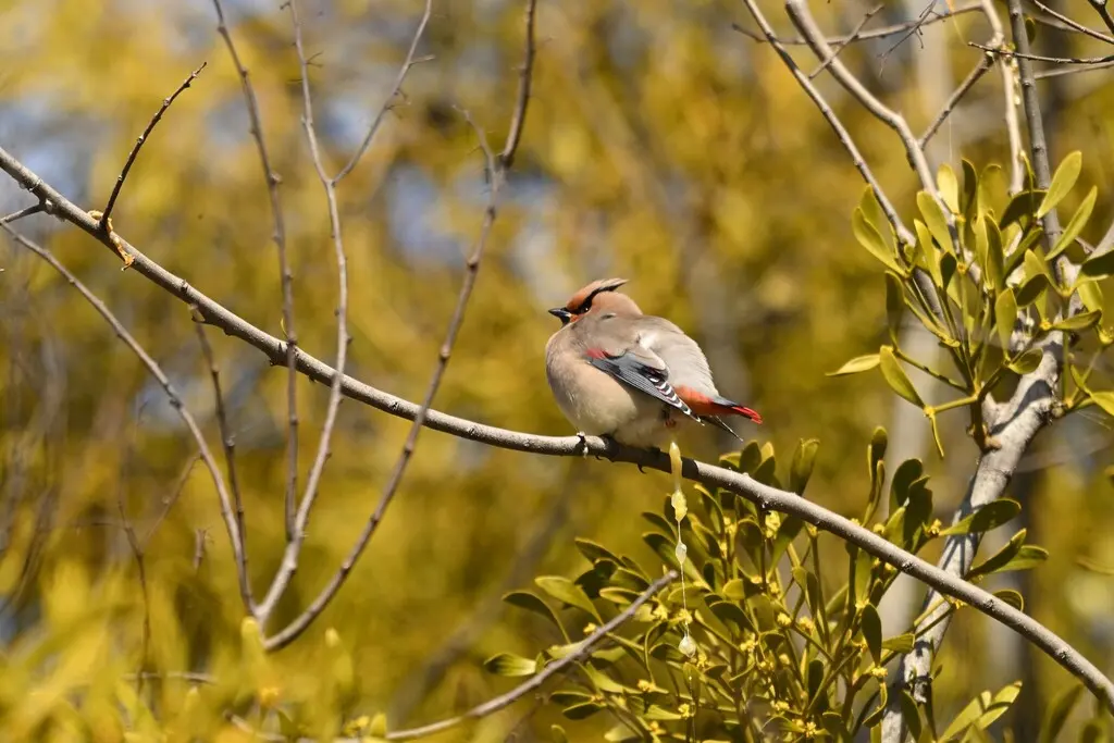 小太平鸟（Bombycilla japonica）