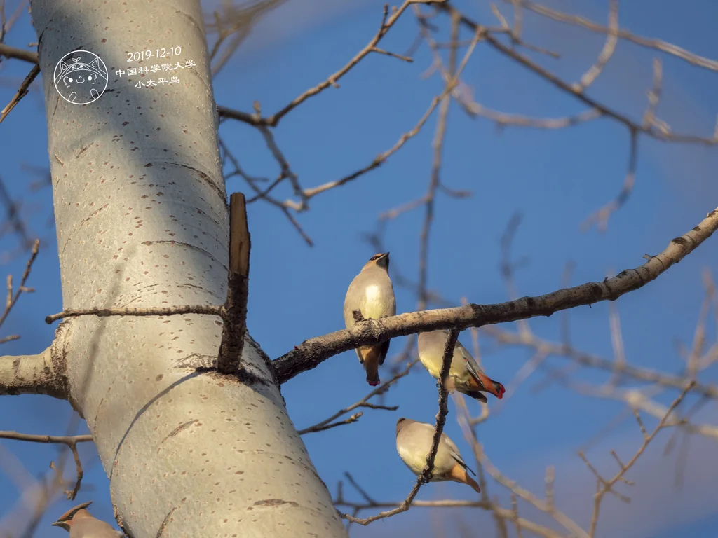 小太平鸟（Bombycilla japonica）