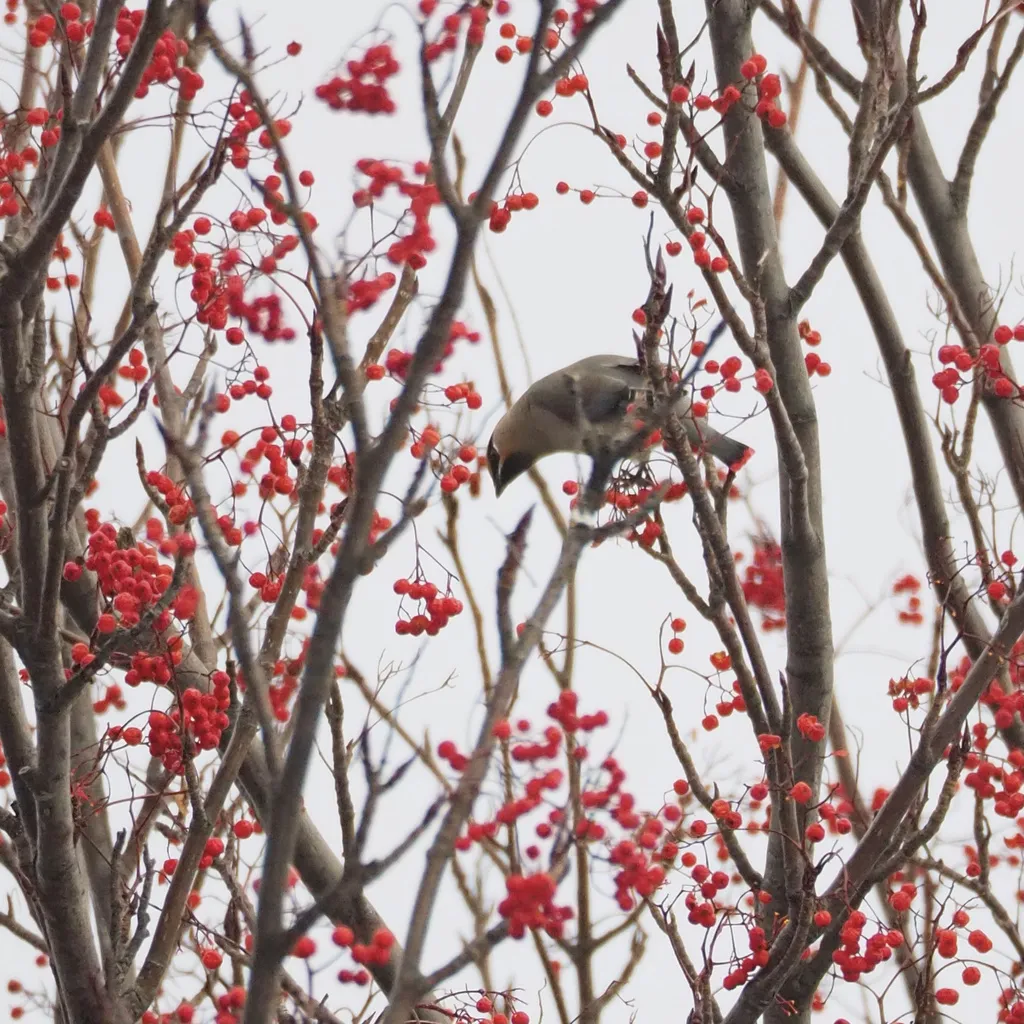小太平鸟（Bombycilla japonica）