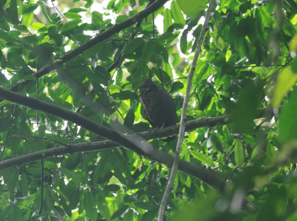 绿背鹮(Bostrychia olivacea)