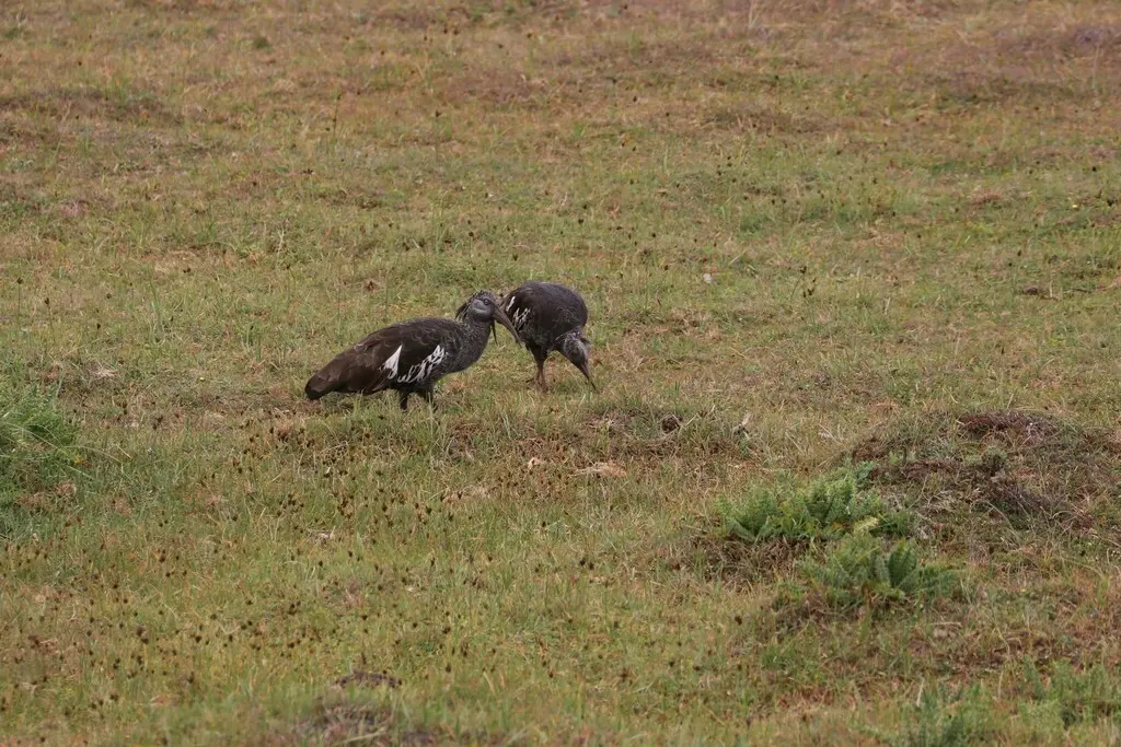 肉垂鹮（Bostrychia carunculata）