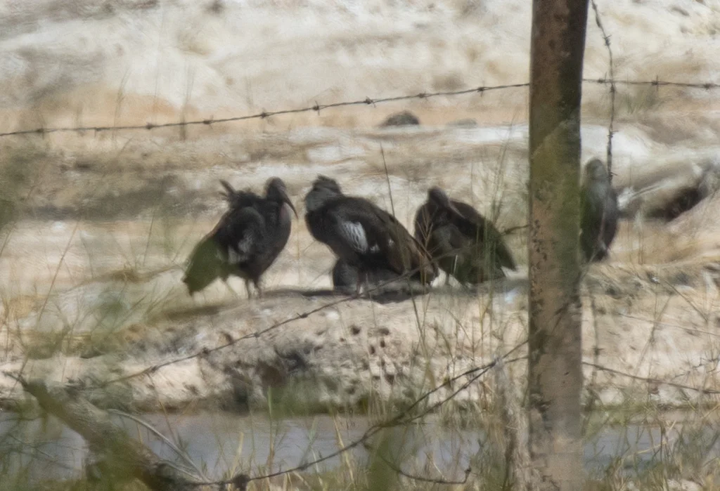 肉垂鹮（Bostrychia carunculata）