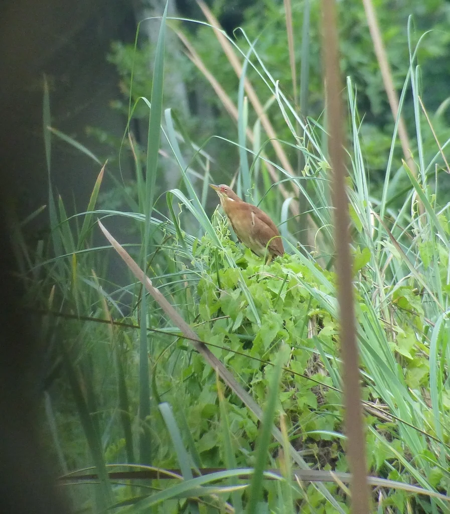 栗苇鳽(Botaurus cinnamomeus)