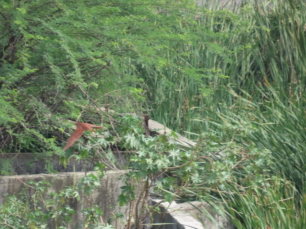 栗苇鳽(Botaurus cinnamomeus)