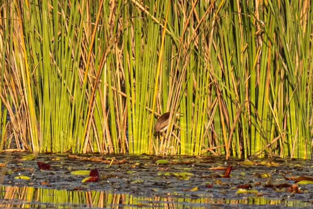 黑背苇鳽(Botaurus dubius)