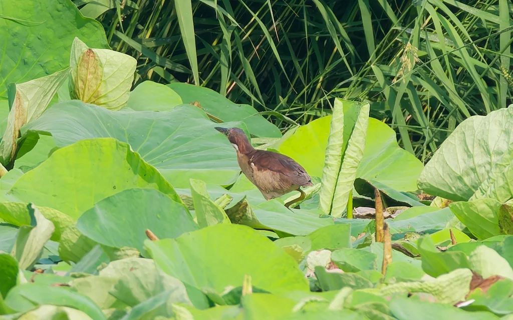 紫背苇鳽(Botaurus eurhythmus)
