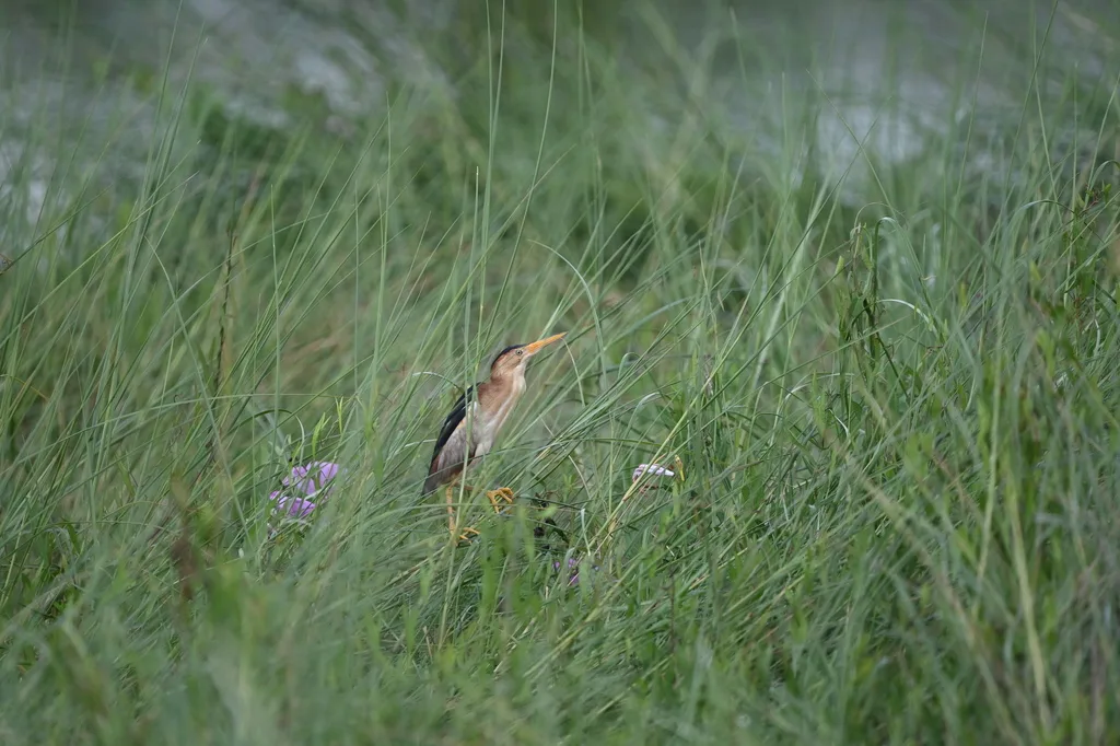姬苇鳽(Botaurus exilis)