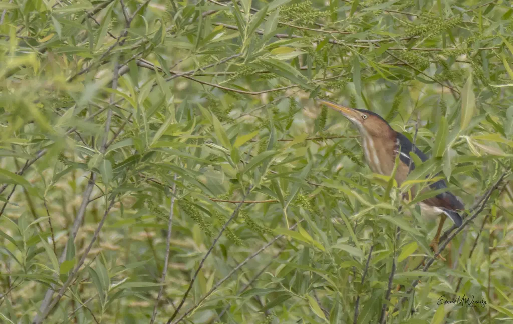 姬苇鳽(Botaurus exilis)