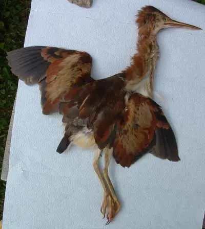 姬苇鳽(Botaurus exilis)