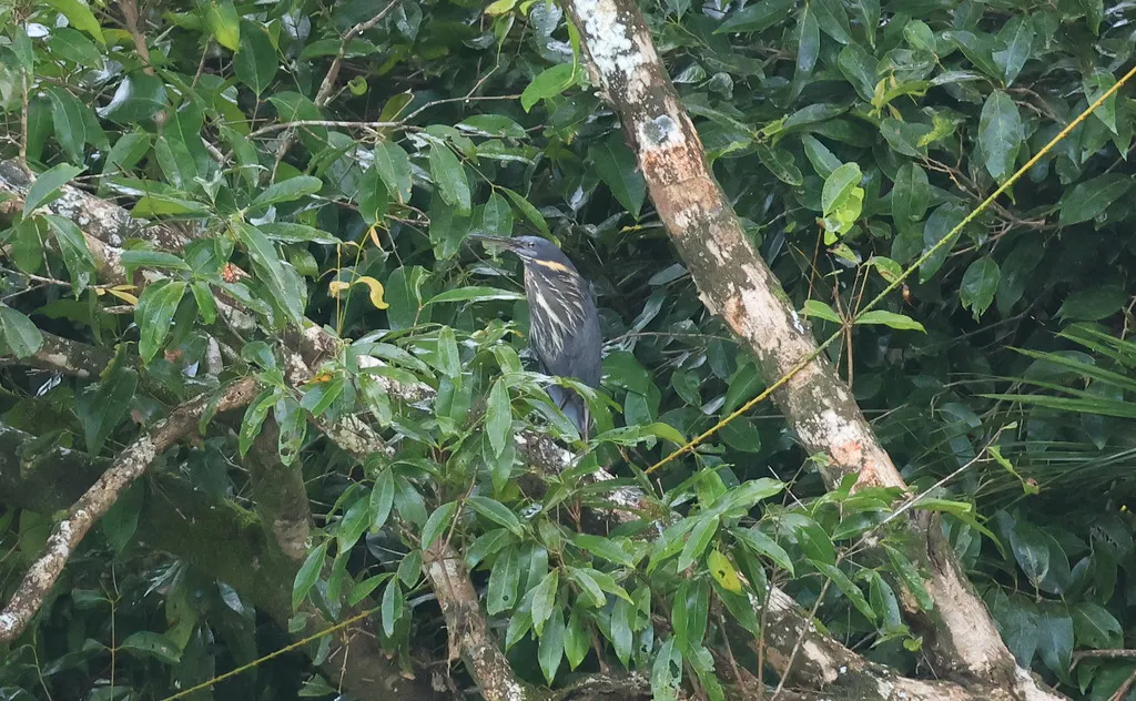 黑鳽(Botaurus flavicollis)