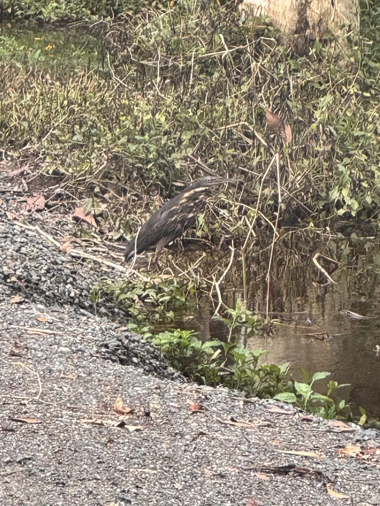 黑鳽(Botaurus flavicollis)