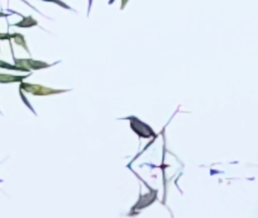 黑鳽(Botaurus flavicollis)