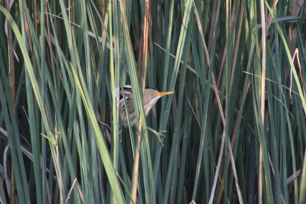 纹背苇鳽(Botaurus involucris)