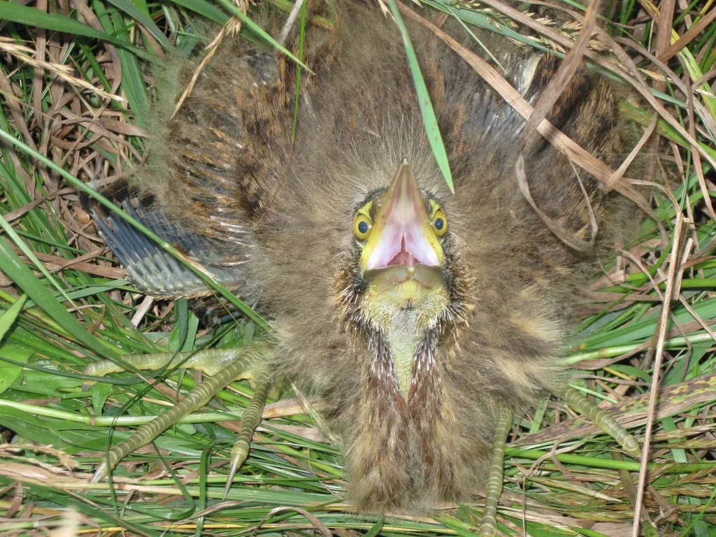 美洲麻鳽(Botaurus lentiginosus)
