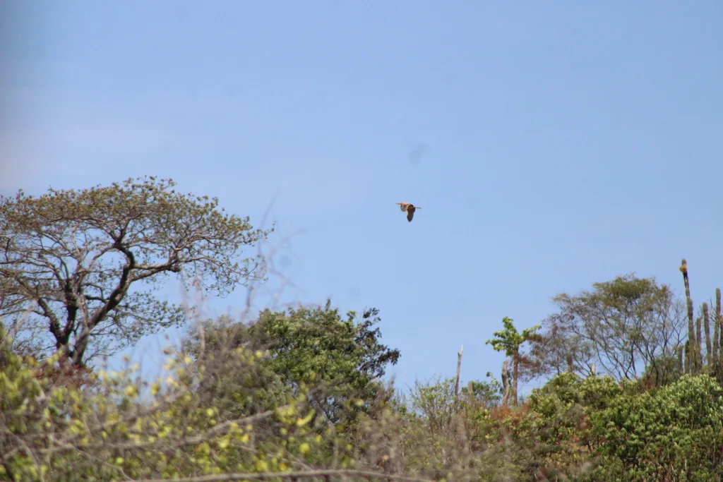 美洲麻鳽(Botaurus lentiginosus)