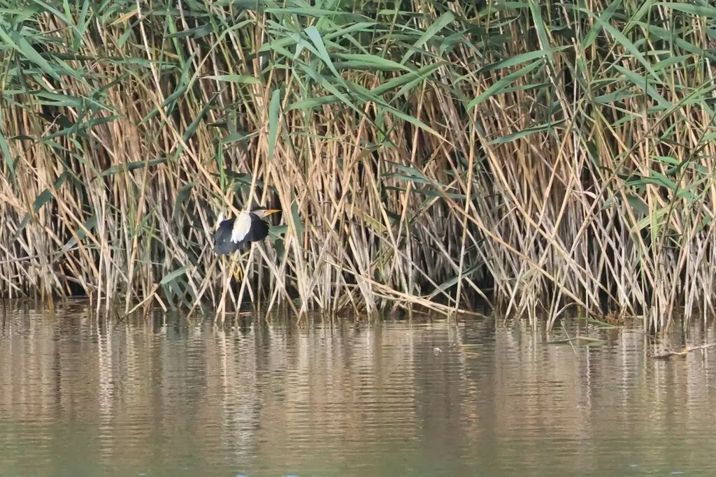 小苇鳽（Botaurus minutus）