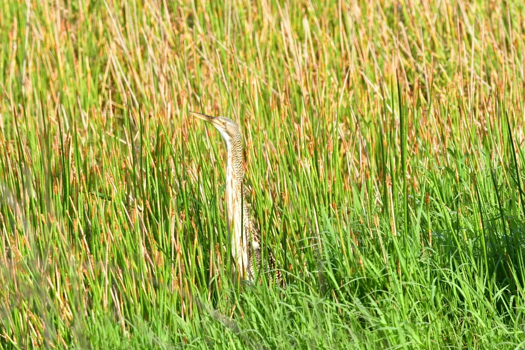 大嘴麻鳽(Botaurus pinnatus)